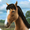 Imagem de My Horse